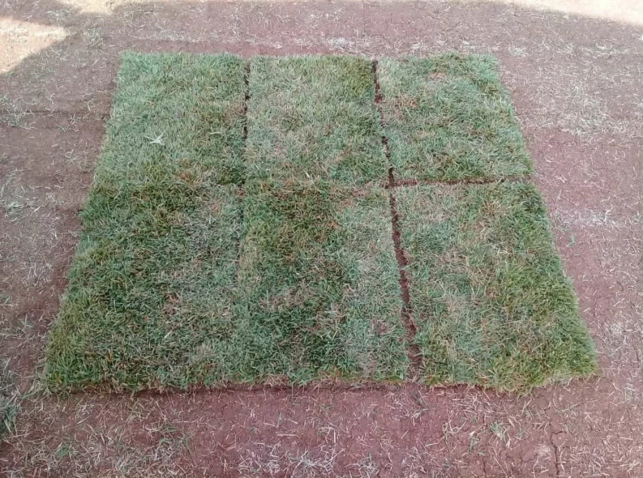 Foto 7:  — Gramas Área Verde